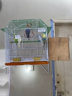 budgie adult 3 female and 2 male