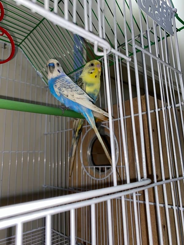 budgie adult 3 female and 2 male 1