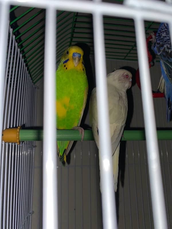 budgie adult 3 female and 2 male 2