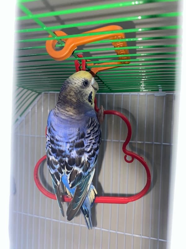 budgie adult 3 female and 2 male 3