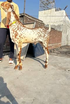 Makhi Cheena breeder Bakar for sale Full High