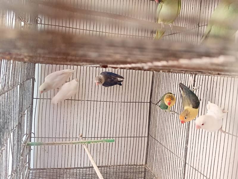 Albino Red eyes, Albino splits, Parblue split Eno, Voilet 0