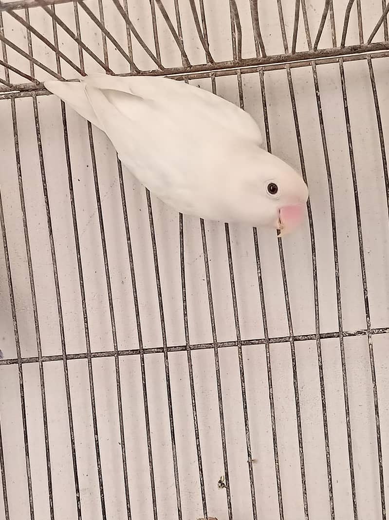 Albino Red eyes, Albino splits, Parblue split Eno, Voilet 5