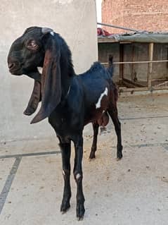 beetal male goat for sale