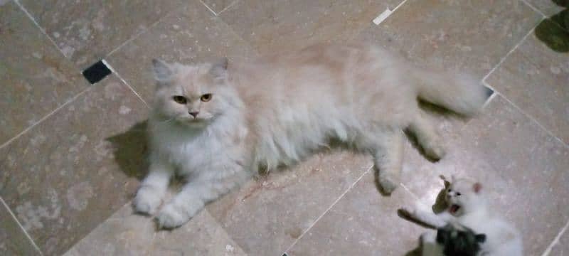 Persian triple coat Female breeder  1.5 year 2 kittens  age 23 day 2