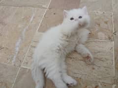 pure breed heavy bone heavy fur persian kittens 0