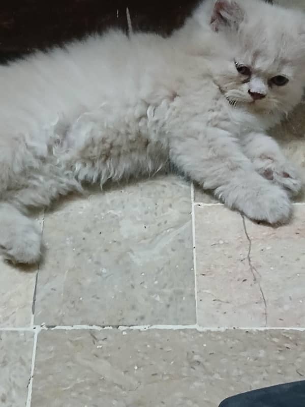 pure breed heavy bone heavy fur persian kittens 1