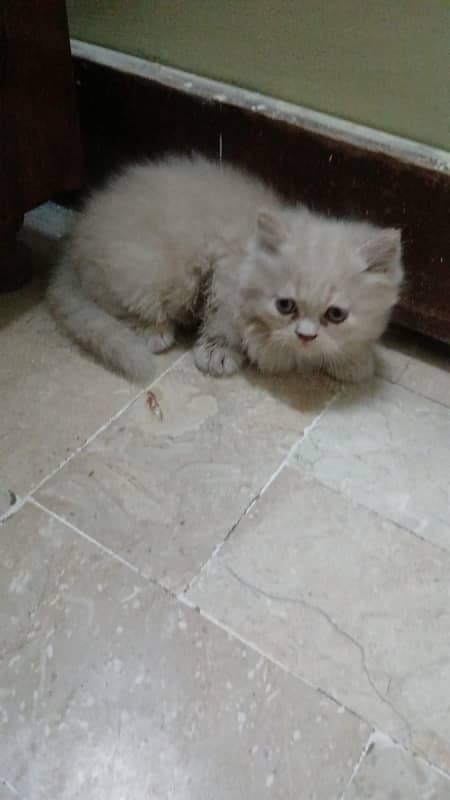 pure breed heavy bone heavy fur persian kittens 2