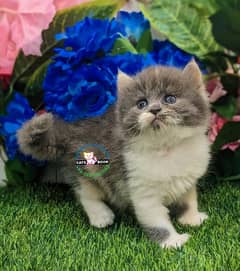 Quality Calico triple coated Persian kitten