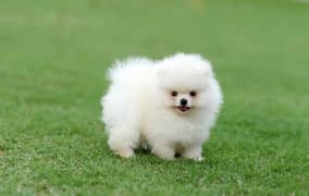 Pomeranian Puppies Imported bloodline