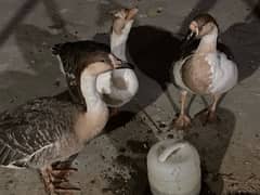 EGG LAYING long neck DUCK TRIO (1 male 2female) RAJ HANS