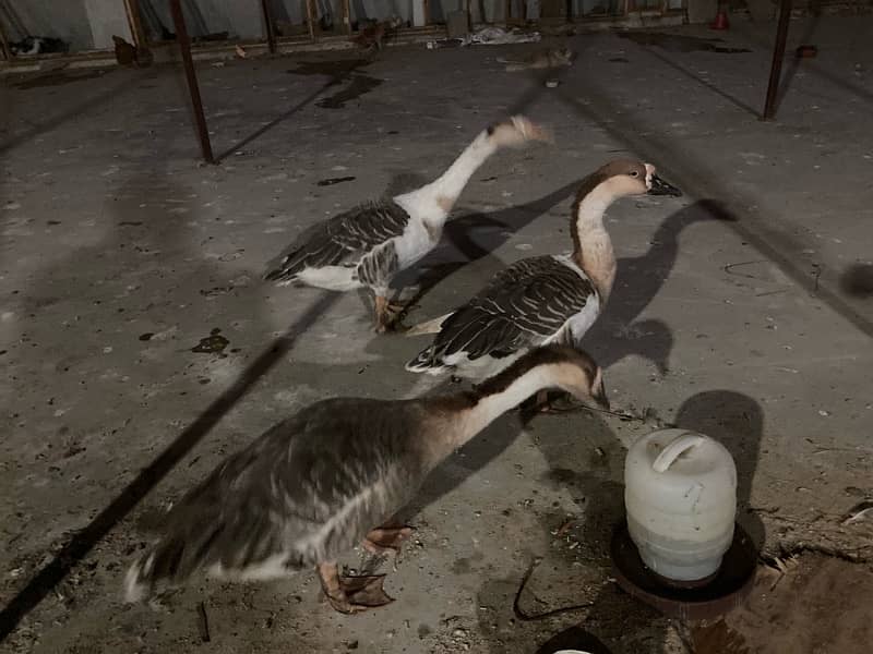 EGG LAYING long neck DUCK TRIO (1 male 2female) RAJ HANS 1