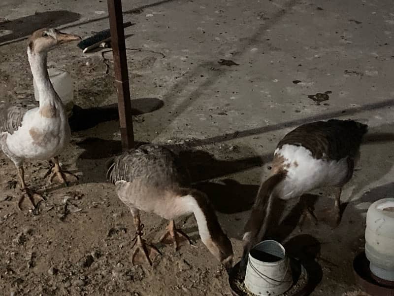 EGG LAYING long neck DUCK TRIO (1 male 2female) RAJ HANS 2