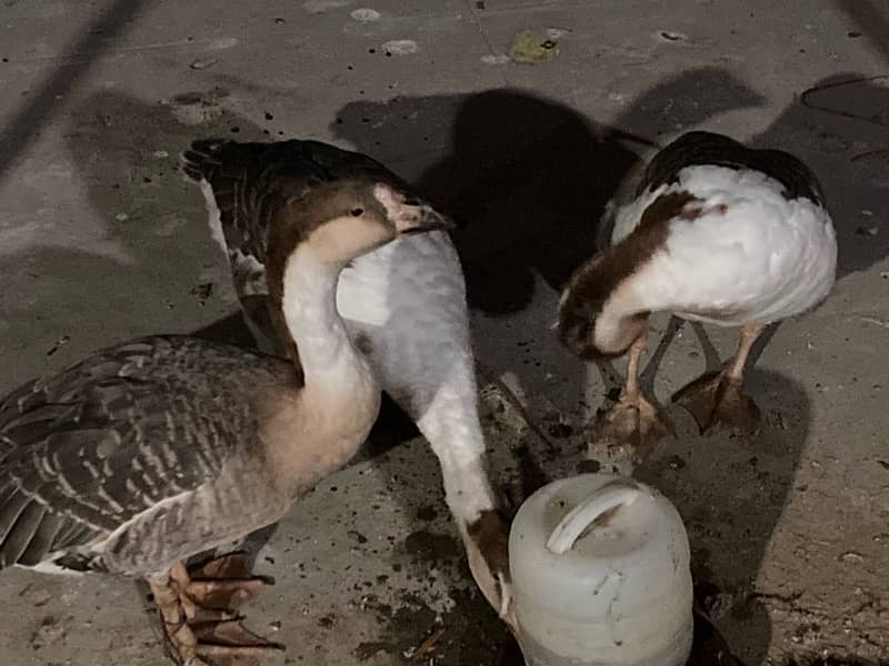 EGG LAYING long neck DUCK TRIO (1 male 2female) RAJ HANS 3