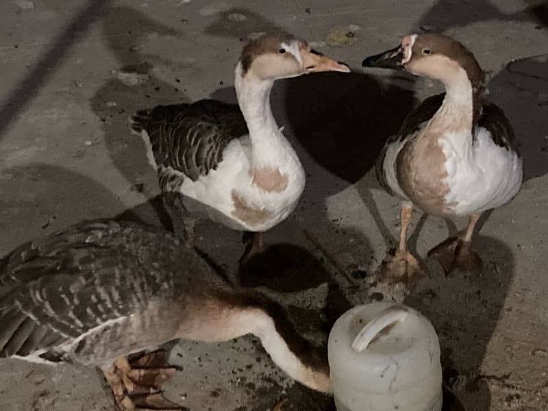 EGG LAYING long neck DUCK TRIO (1 male 2female) RAJ HANS 4