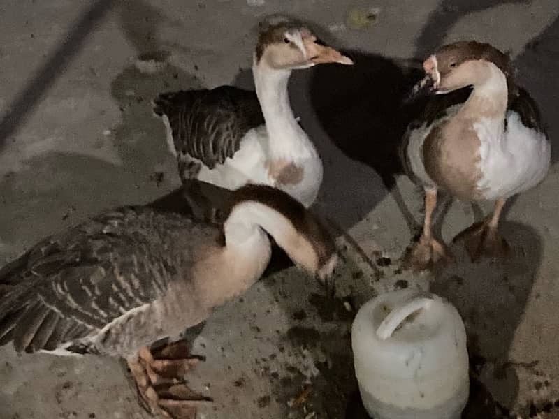 EGG LAYING long neck DUCK TRIO (1 male 2female) RAJ HANS 5