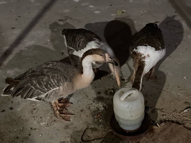 EGG LAYING long neck DUCK TRIO (1 male 2female) RAJ HANS 6