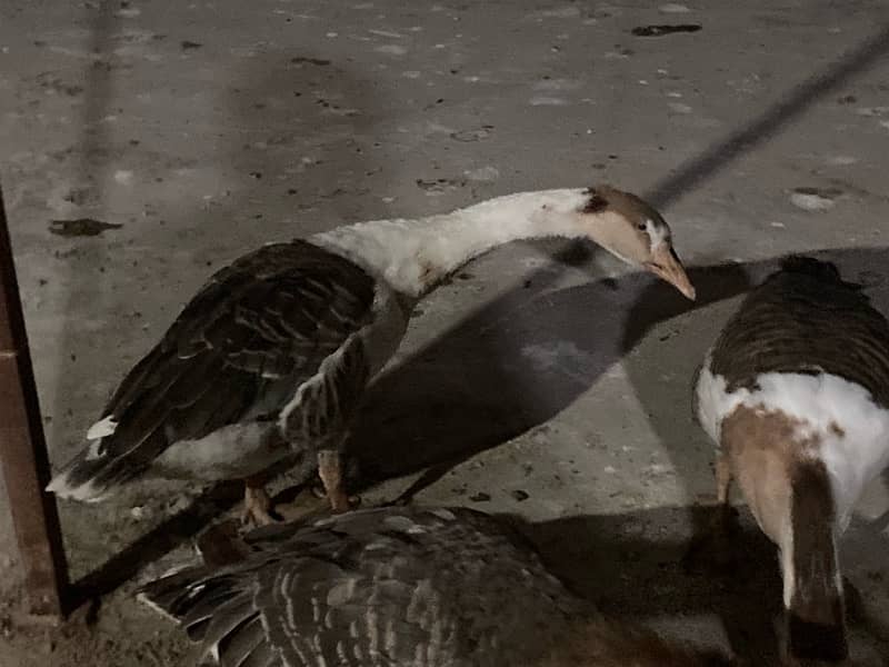 EGG LAYING long neck DUCK TRIO (1 male 2female) RAJ HANS 7