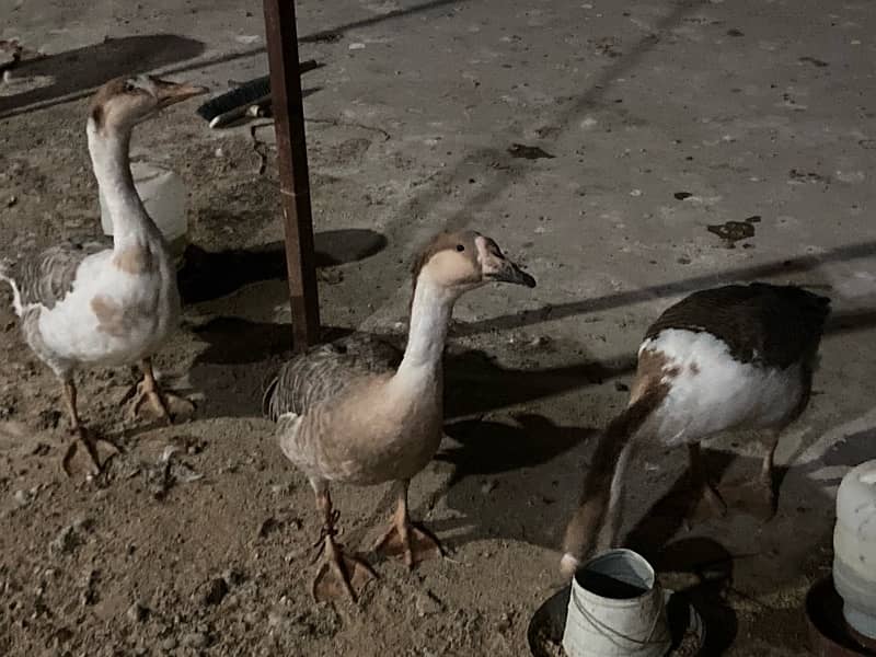 EGG LAYING long neck DUCK TRIO (1 male 2female) RAJ HANS 8