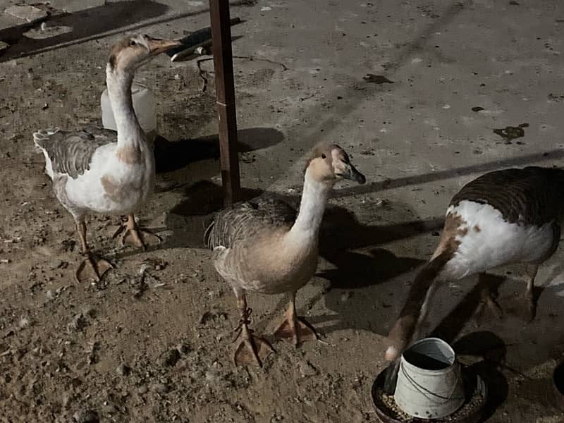 EGG LAYING long neck DUCK TRIO (1 male 2female) RAJ HANS 9