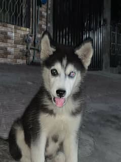 Huski Dog 2 3 month Puppy For sale 1 Blue Eyes 1 Brown 0