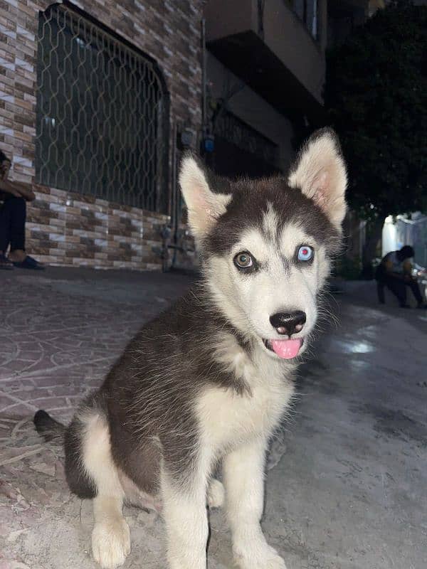 Huski Dog 2 3 month Puppy For sale 1 Blue Eyes 1 Brown 1