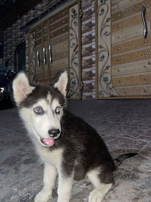 Huski Dog 2 3 month Puppy For sale 1 Blue Eyes 1 Brown 2