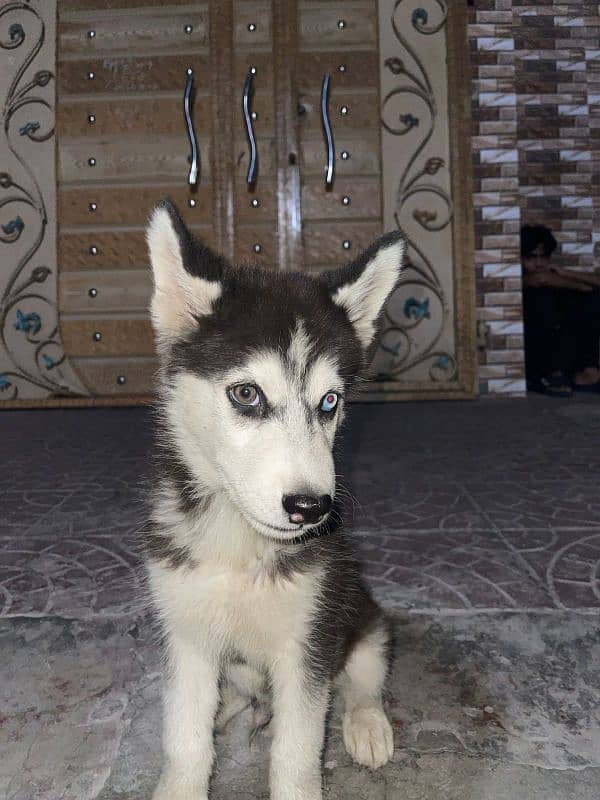 Huski Dog 2 3 month Puppy For sale 1 Blue Eyes 1 Brown 3