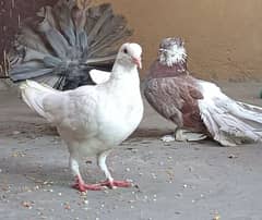 Fancy pigeons