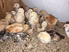 GOLDEN BUFF SILVER SEBRIGHT CHINESE chicks available 7-60 days