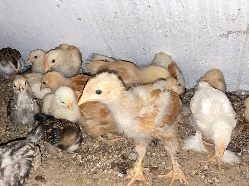 GOLDEN BUFF SILVER SEBRIGHT CHINESE chicks available 7-60 days 1