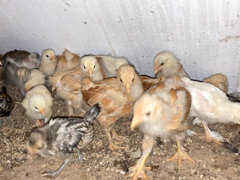 GOLDEN BUFF SILVER SEBRIGHT CHINESE chicks available 7-60 days 2