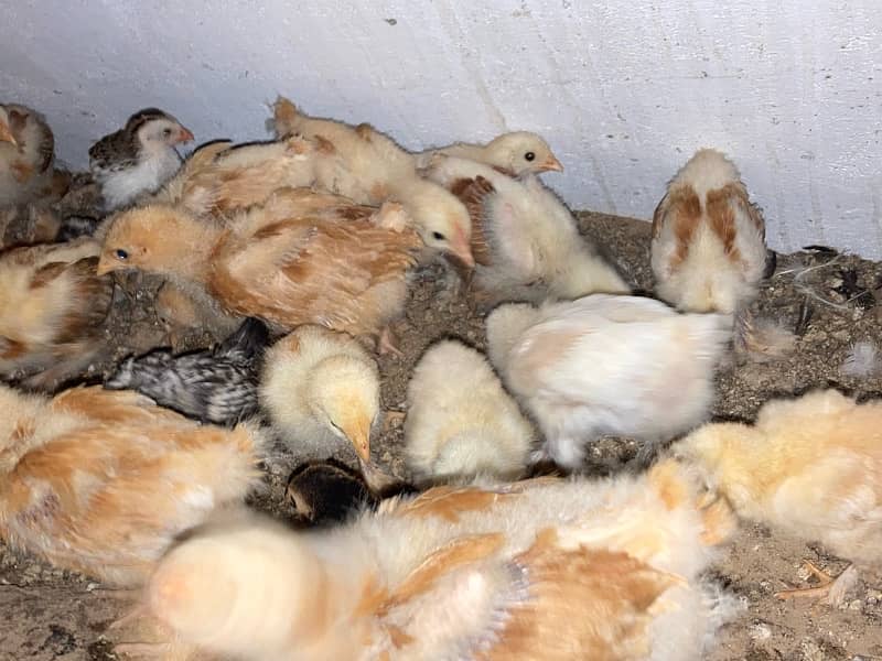 GOLDEN BUFF SILVER SEBRIGHT CHINESE chicks available 7-60 days 4