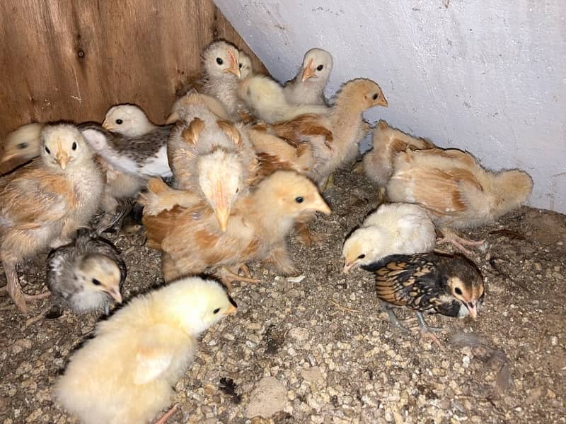 GOLDEN BUFF SILVER SEBRIGHT CHINESE chicks available 7-60 days 5