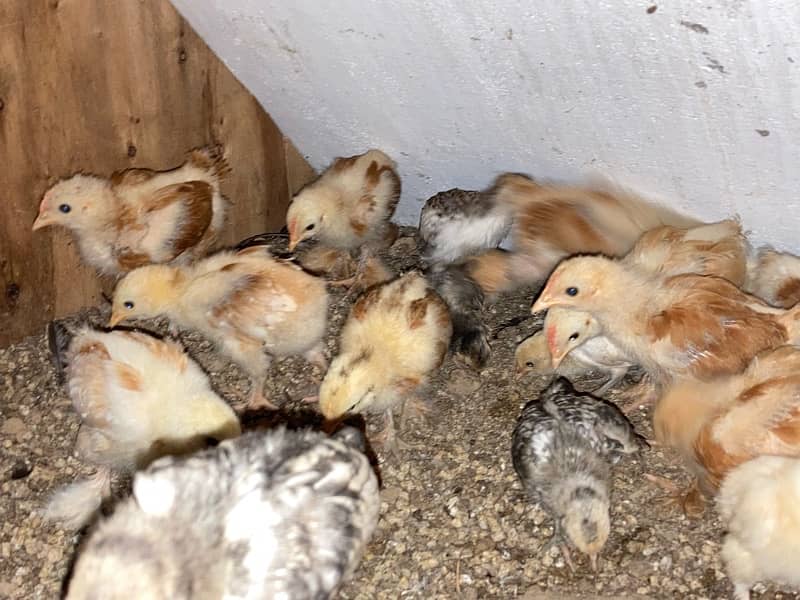 GOLDEN BUFF SILVER SEBRIGHT CHINESE chicks available 7-60 days 6