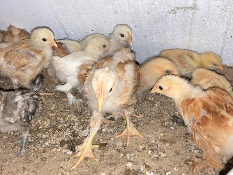 GOLDEN BUFF SILVER SEBRIGHT CHINESE chicks available 7-60 days 7