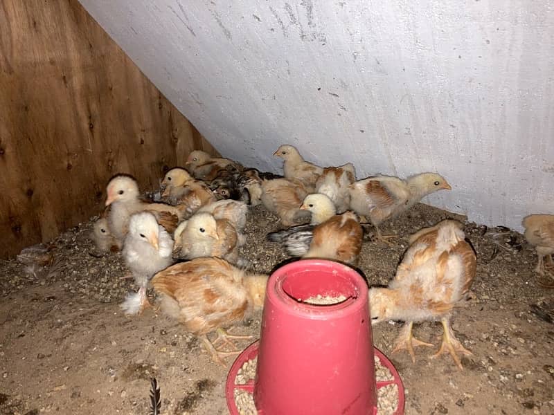 GOLDEN BUFF SILVER SEBRIGHT CHINESE chicks available 7-60 days 9