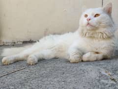 Persian cat male triple coded (03068950568 )