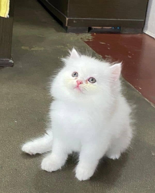 white Persian kittens| Triple long coated | punch Face|cat babies sale 6