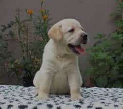 Labrador puppies