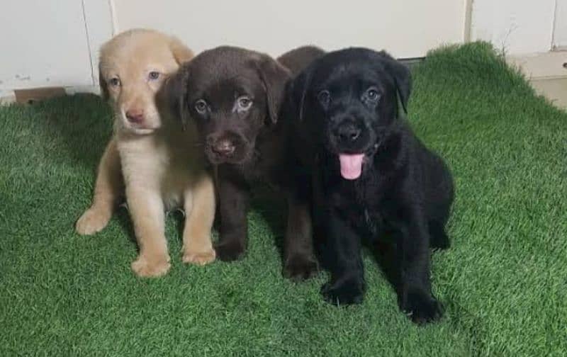 Labrador puppies 1