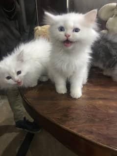 pure breed kittens for sale punch face triple coat gift quality health