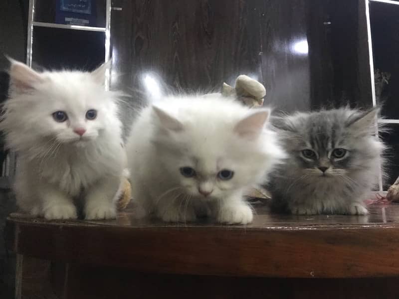 pure breed kittens for sale punch face triple coat gift quality health