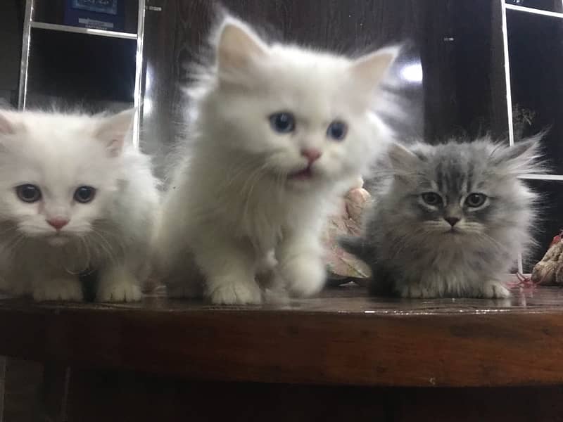 pure breed kittens for sale punch face triple coat gift quality health