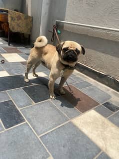 pug