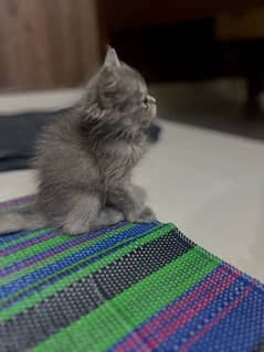 Milo the gray kitten cat