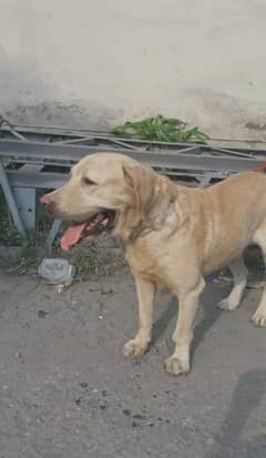 Labrador