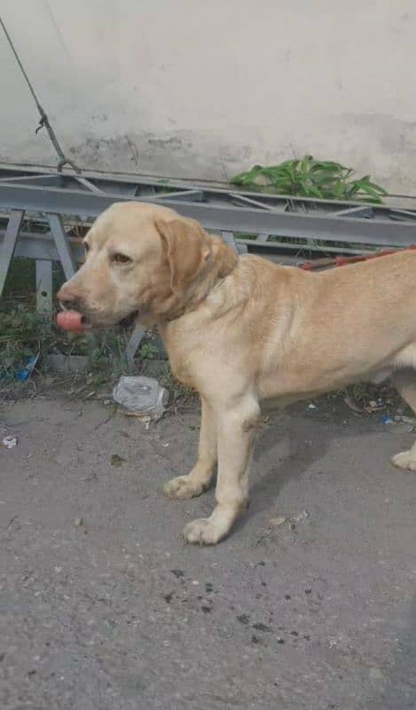 Labrador breader Male 1