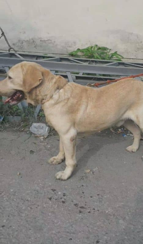 Labrador breader Male 2