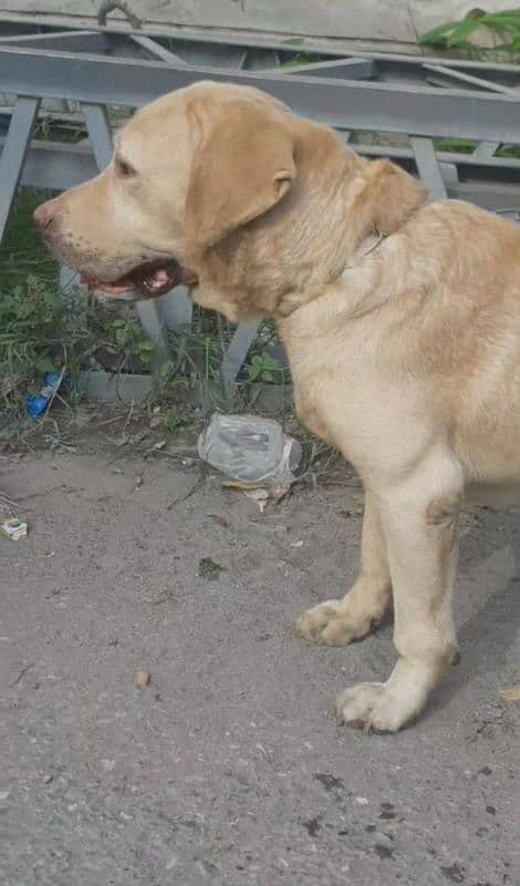 Labrador breader Male 3